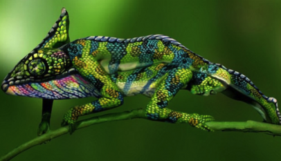 macam-macam adaptasi