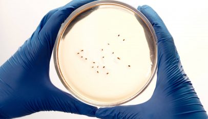 food dawn breakfast milk